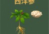 西洋參功效與用法,西洋參功效