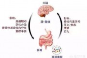 腸道為什麽戲稱是人體第二大腦？