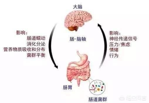 腸道為(wei) 什麽(me) 戲稱是人體(ti) 第二大腦<strong>腸道</strong>？