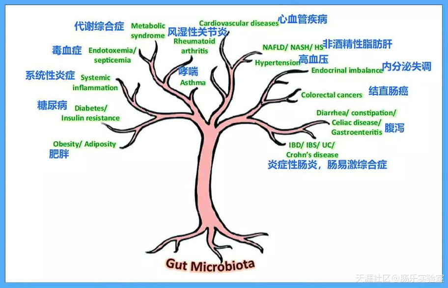 腸道<strong>腸道</strong>，你真的了解嗎(轉載)