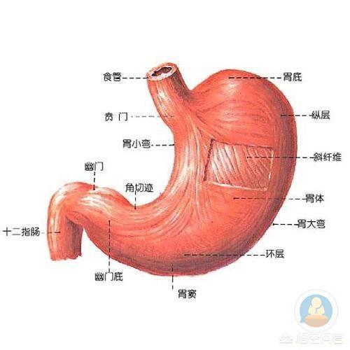 為(wei) 什麽(me) 人在嘔吐時隻能吐出胃裏的食物而沒有腸裏的食物<strong>腸道</strong>？