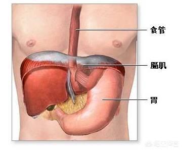 為(wei) 什麽(me) 人在嘔吐時隻能吐出胃裏的食物而沒有腸裏的食物<strong>腸道</strong>？