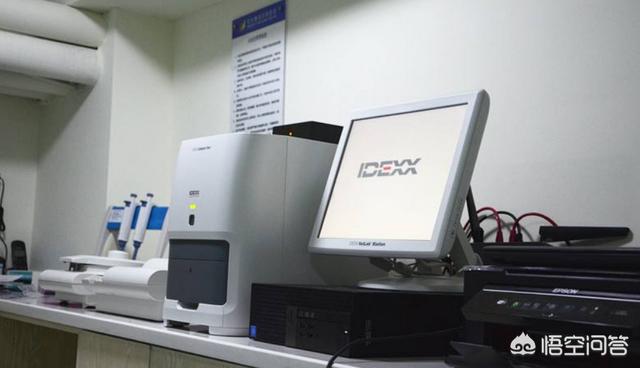 狗狗經常嘔吐腹瀉<strong>腸病</strong>，炎症性腸病(IBD)應該如何療養(yang) ？