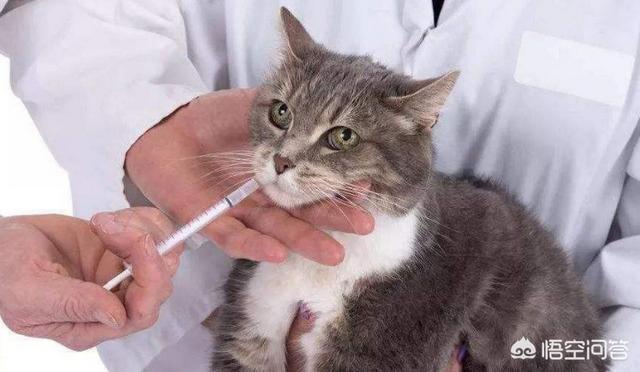 狗狗經常嘔吐腹瀉<strong>腸病</strong>，炎症性腸病(IBD)應該如何療養(yang) ？