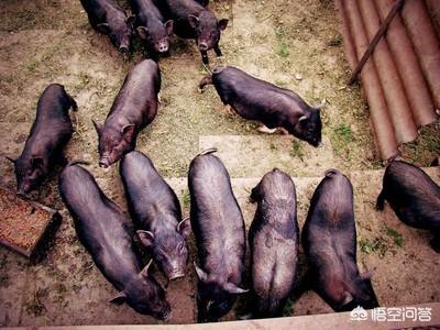 豬傳(chuan) 染性胃腸炎怎麽(me) 防治<strong>腸胃炎</strong>？