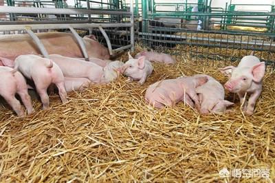 豬傳(chuan) 染性胃腸炎怎麽(me) 防治<strong>腸胃炎</strong>？