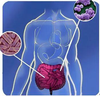 人體(ti) 腸道內(nei) 的菌群是如何建立的<strong>腸道</strong>？