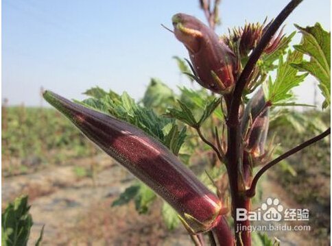 腸胃炎吃什麽(me) 飯好的快