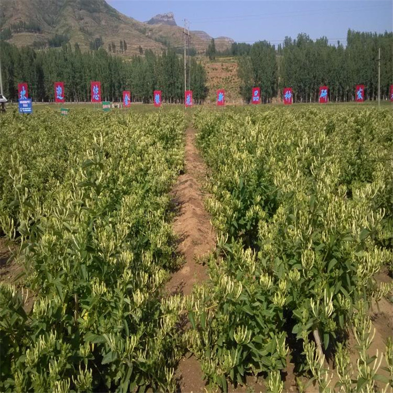 金銀花每畝(mu) 栽多少株金銀花每畝(mu) 栽多少株種植