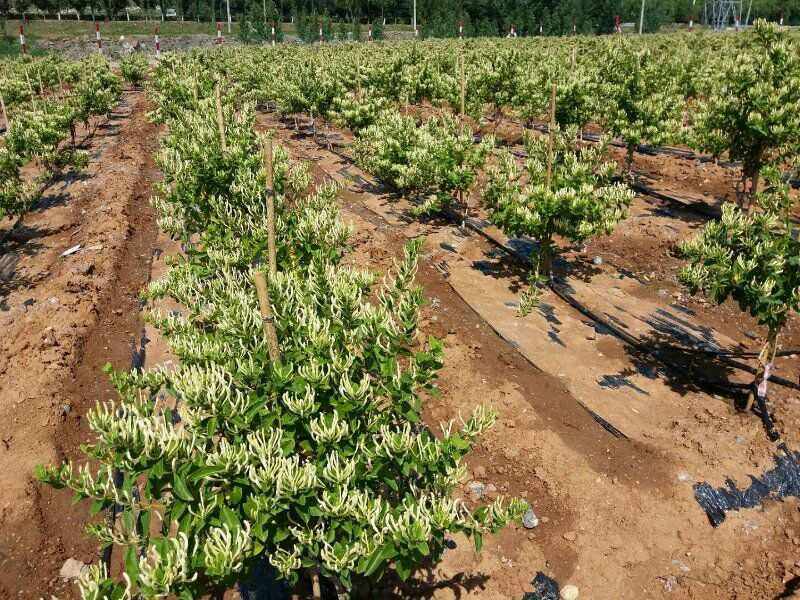 金銀花每畝(mu) 栽多少株金銀花每畝(mu) 栽多少株種植