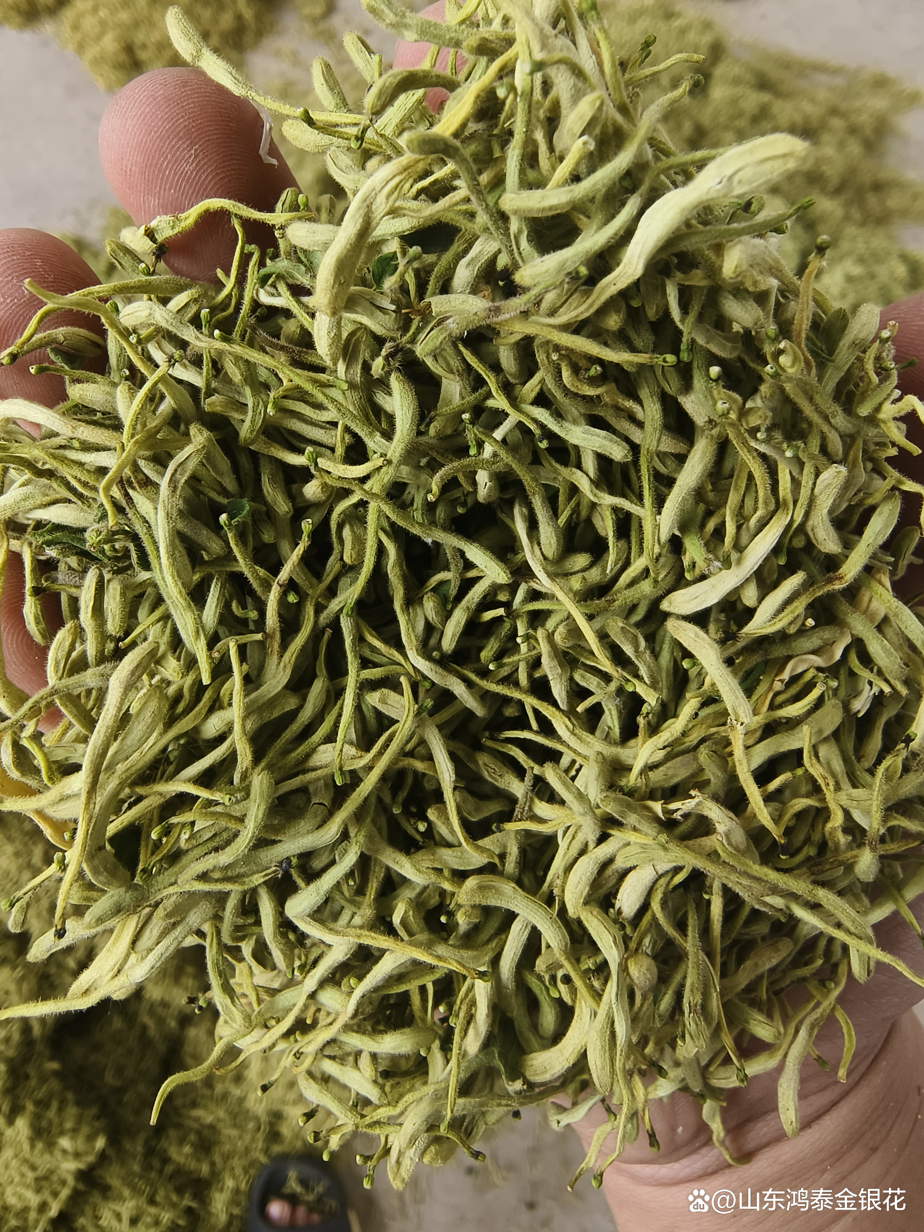 金銀花哪裏產(chan) 的質量好哪裏產(chan) 的金銀花質量較好 金銀花哪裏產(chan) 的質量好哪裏產(chan) 的金銀花質量較好