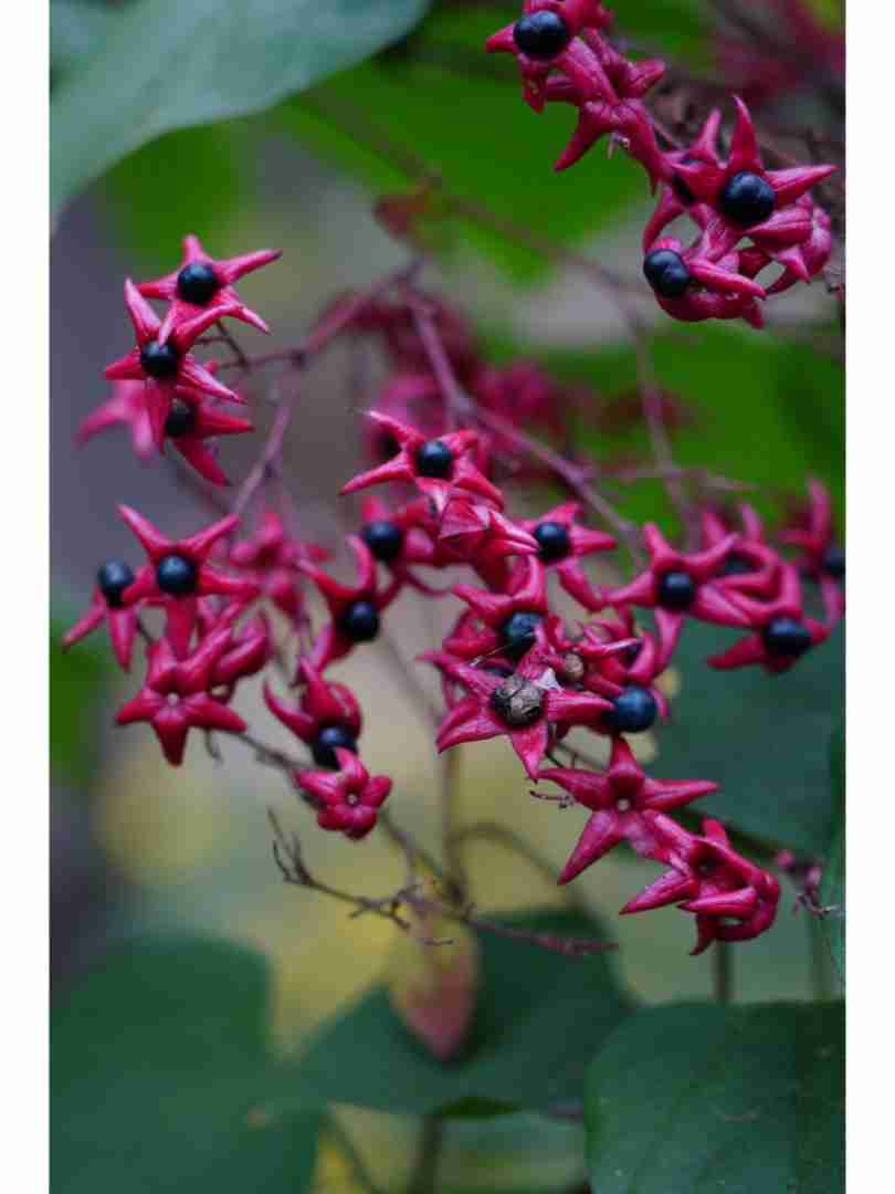 臭梧桐葉臭梧桐葉圖片