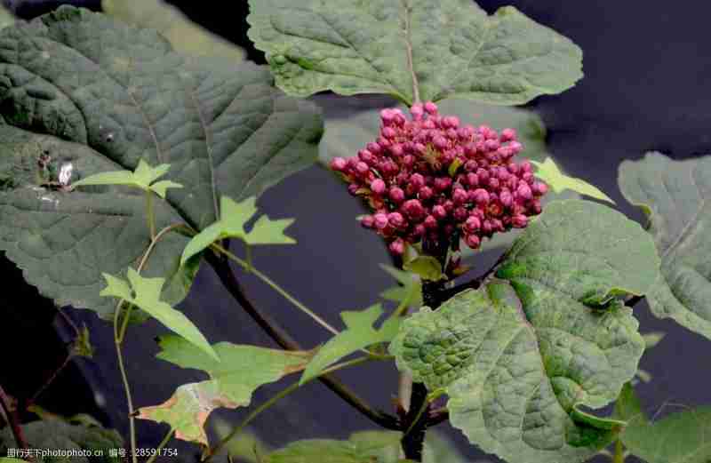 臭梧桐葉臭梧桐葉圖片