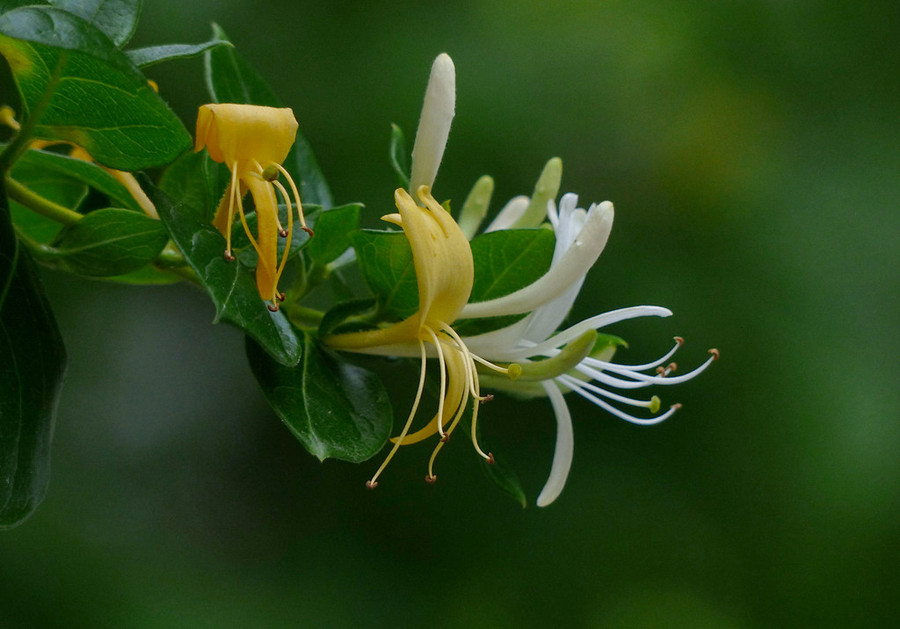 金銀花圖片和名稱圖片大全集金銀花圖片和名稱圖片大全