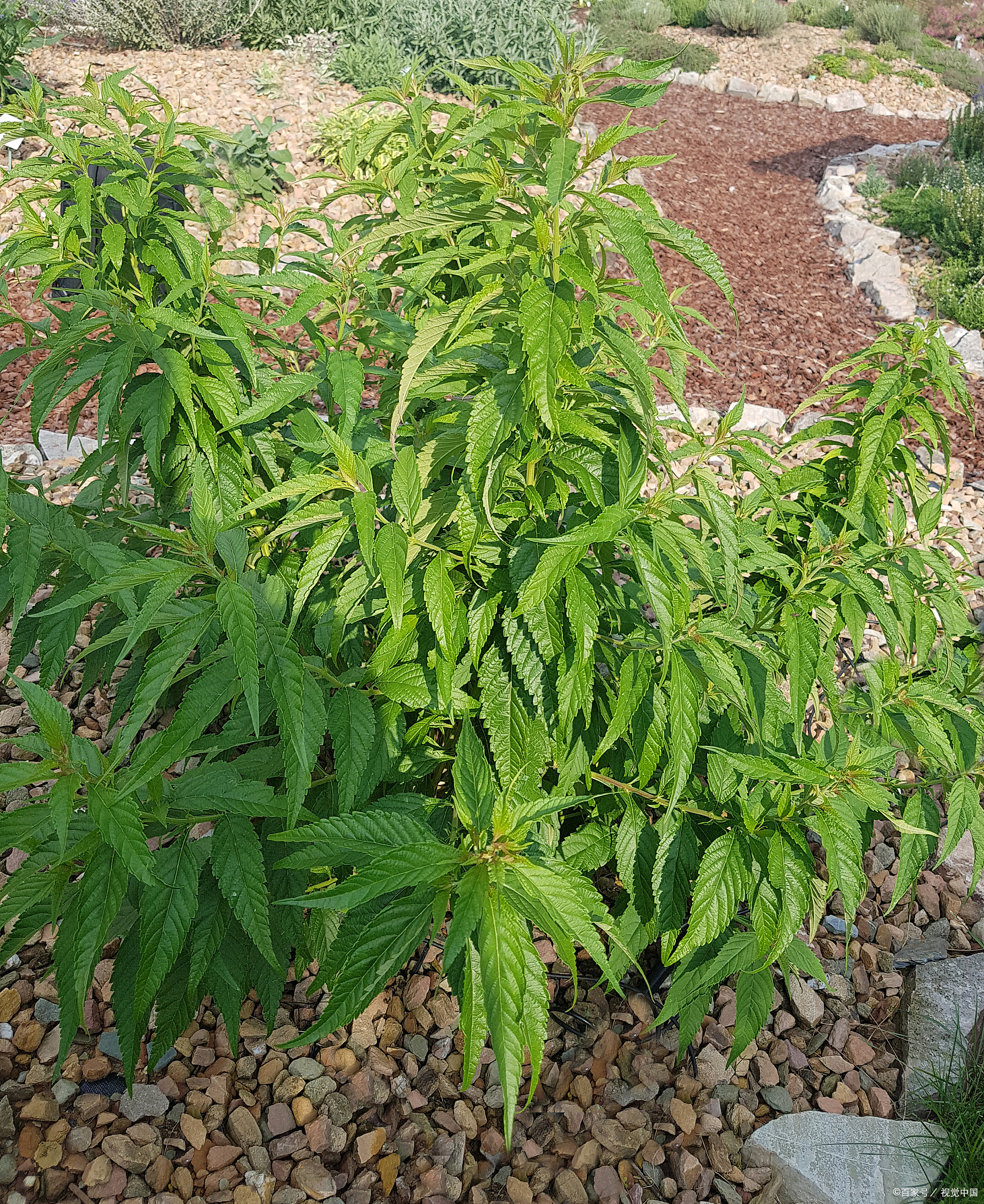 川穹的功效與(yu) 作用,川芎的功效與(yu) 作用是什麽(me) 