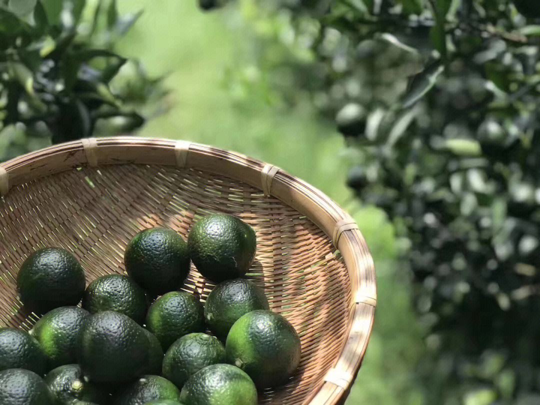 柑普茶保質期是多長時間,柑普茶