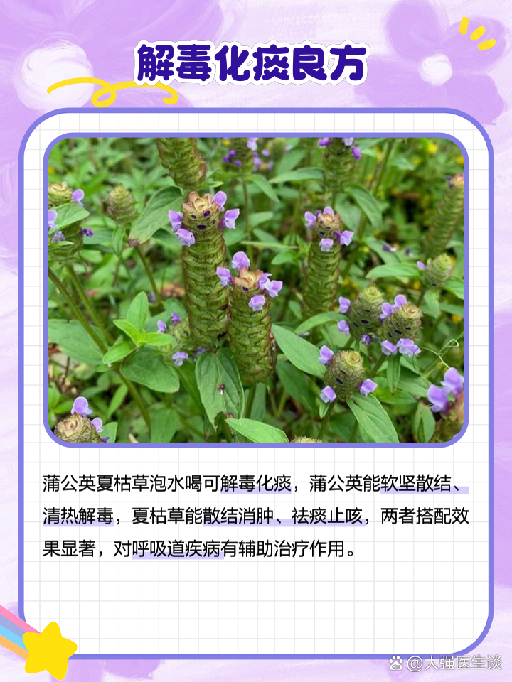 蒲公英葉子泡水喝的功效和作用茶的功效與(yu) 作用,蒲公英葉子泡水喝的功效和作用