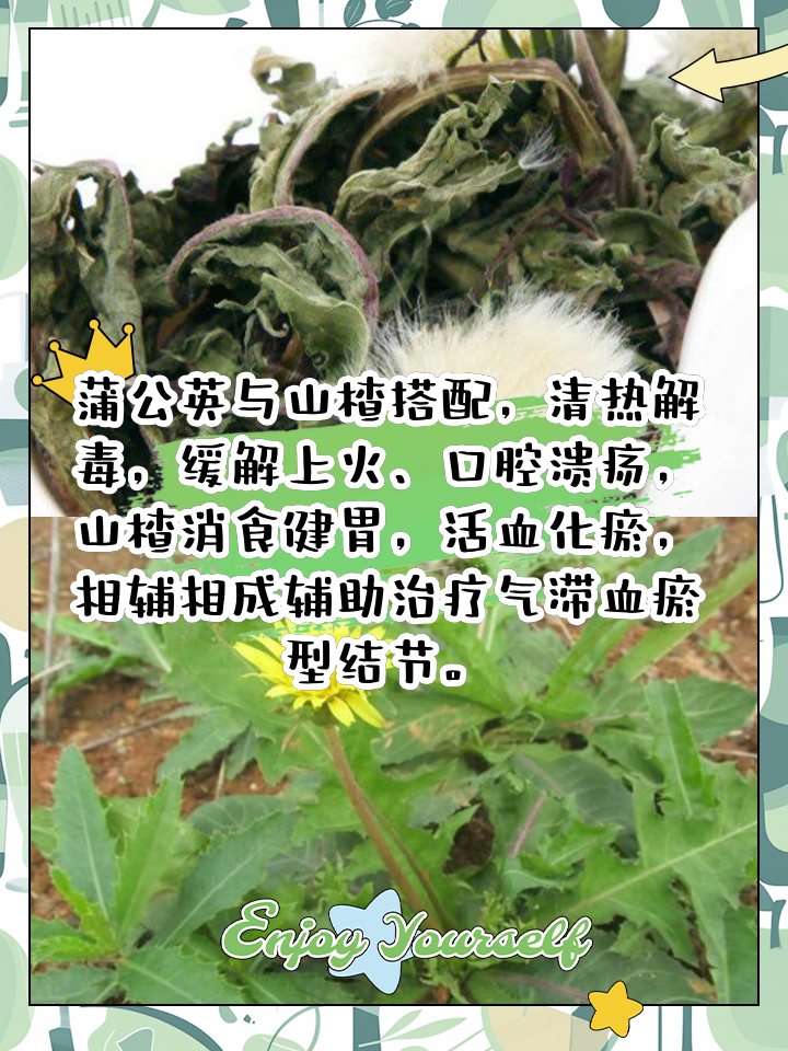 蒲公英葉子泡水喝的功效和作用茶的功效與(yu) 作用,蒲公英葉子泡水喝的功效和作用