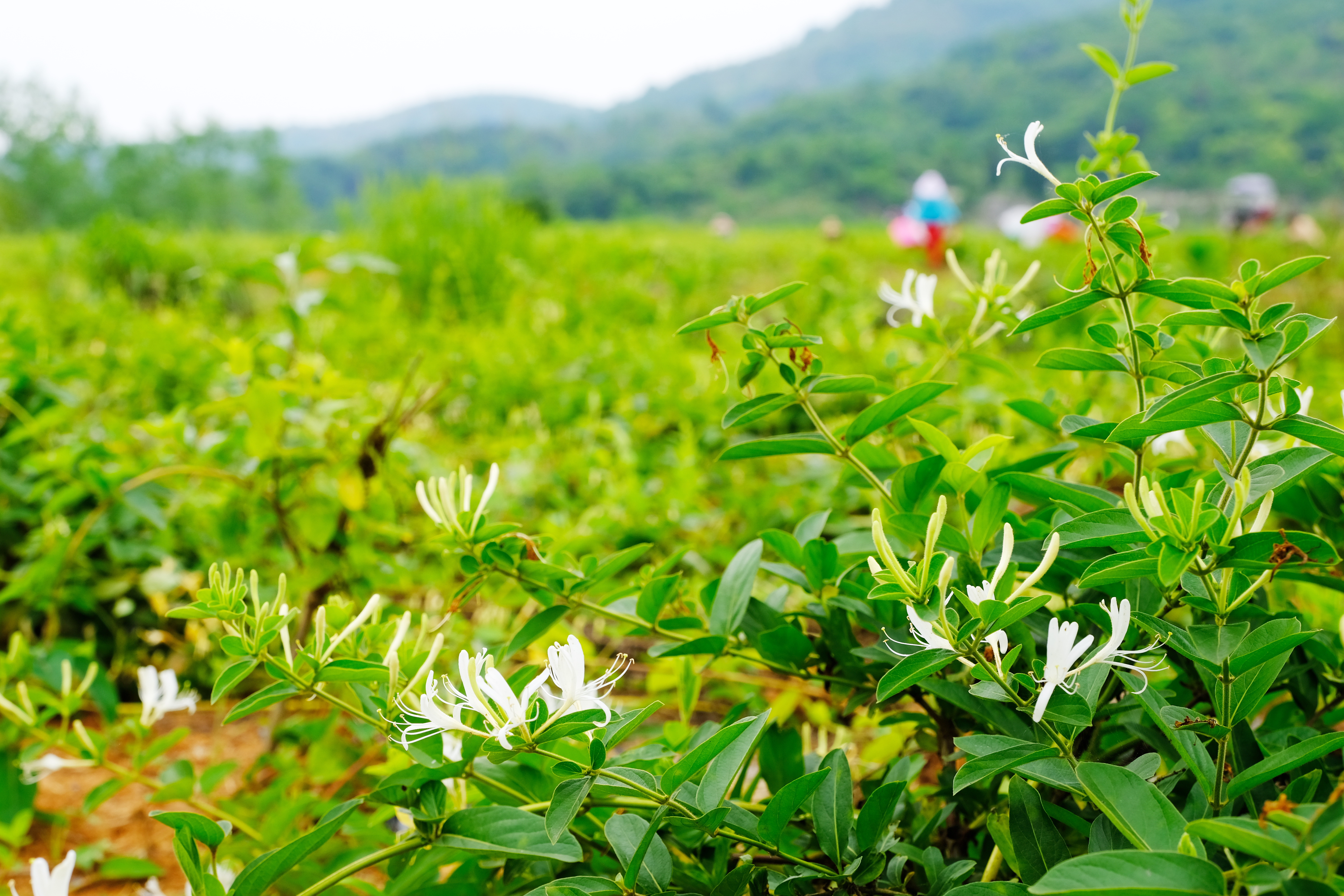 金銀花的產(chan) 地哪裏最好,金銀花哪個(ge) 地方出產(chan) 的好
