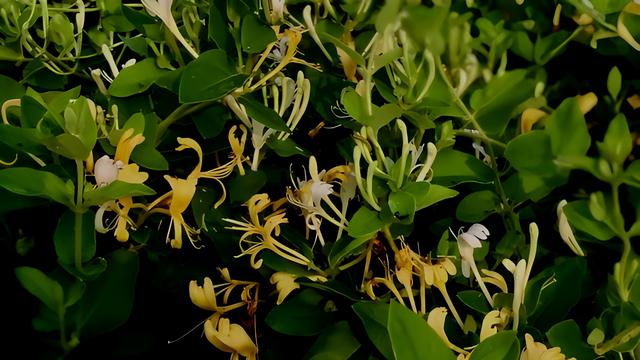 金銀花種植技術與(yu) 栽培管理視頻金銀花的種植方法和注意事項視頻