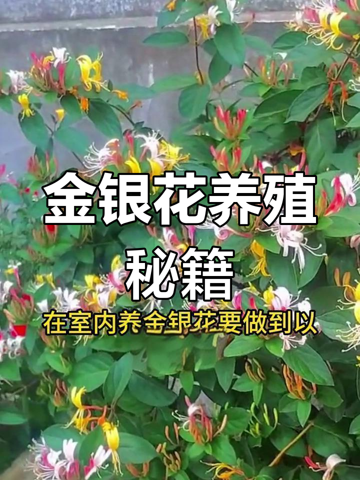 金銀花種植技術與(yu) 栽培管理視頻金銀花的種植方法和注意事項視頻