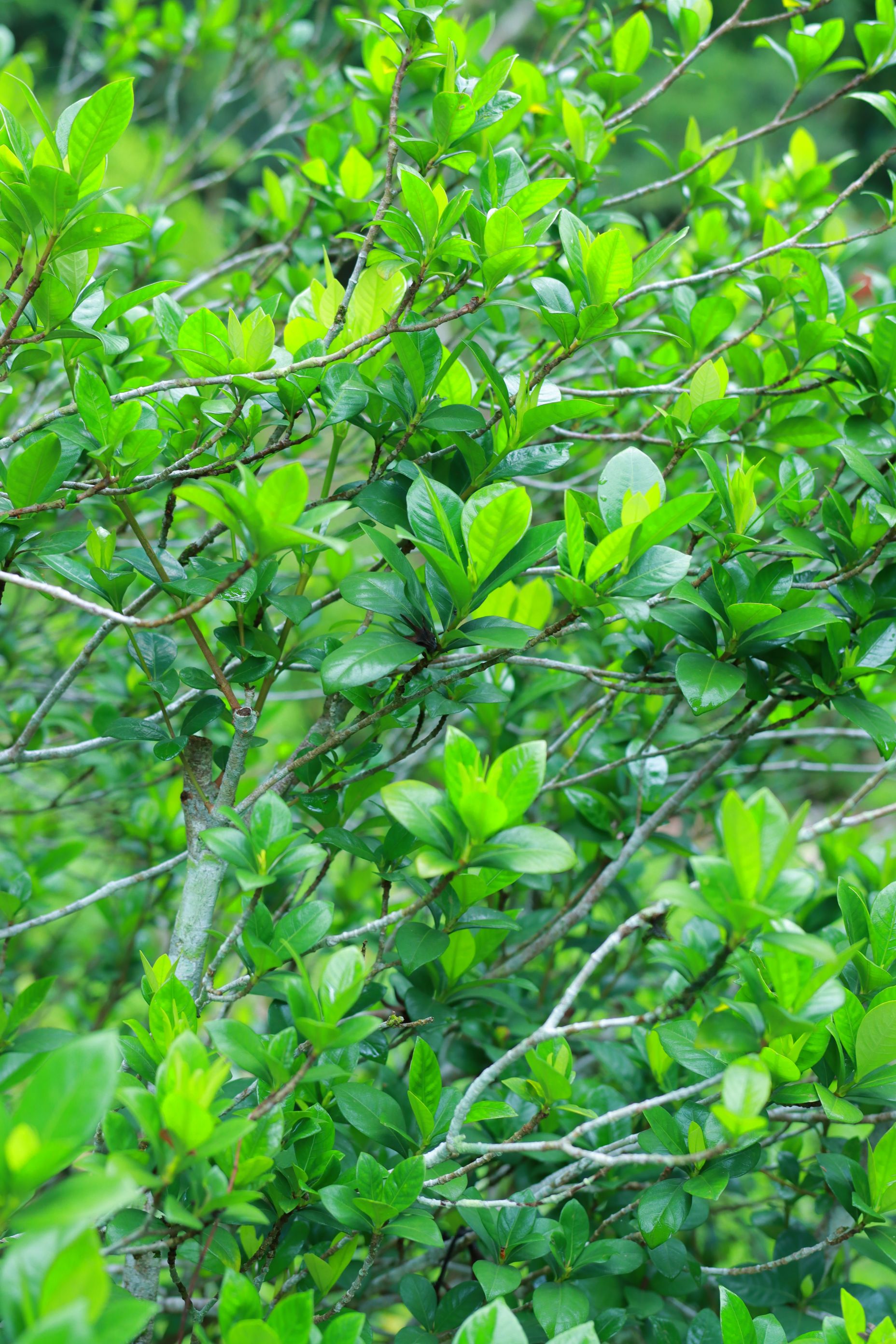 梔子屬,梔子屬於(yu) 熱性還是涼性