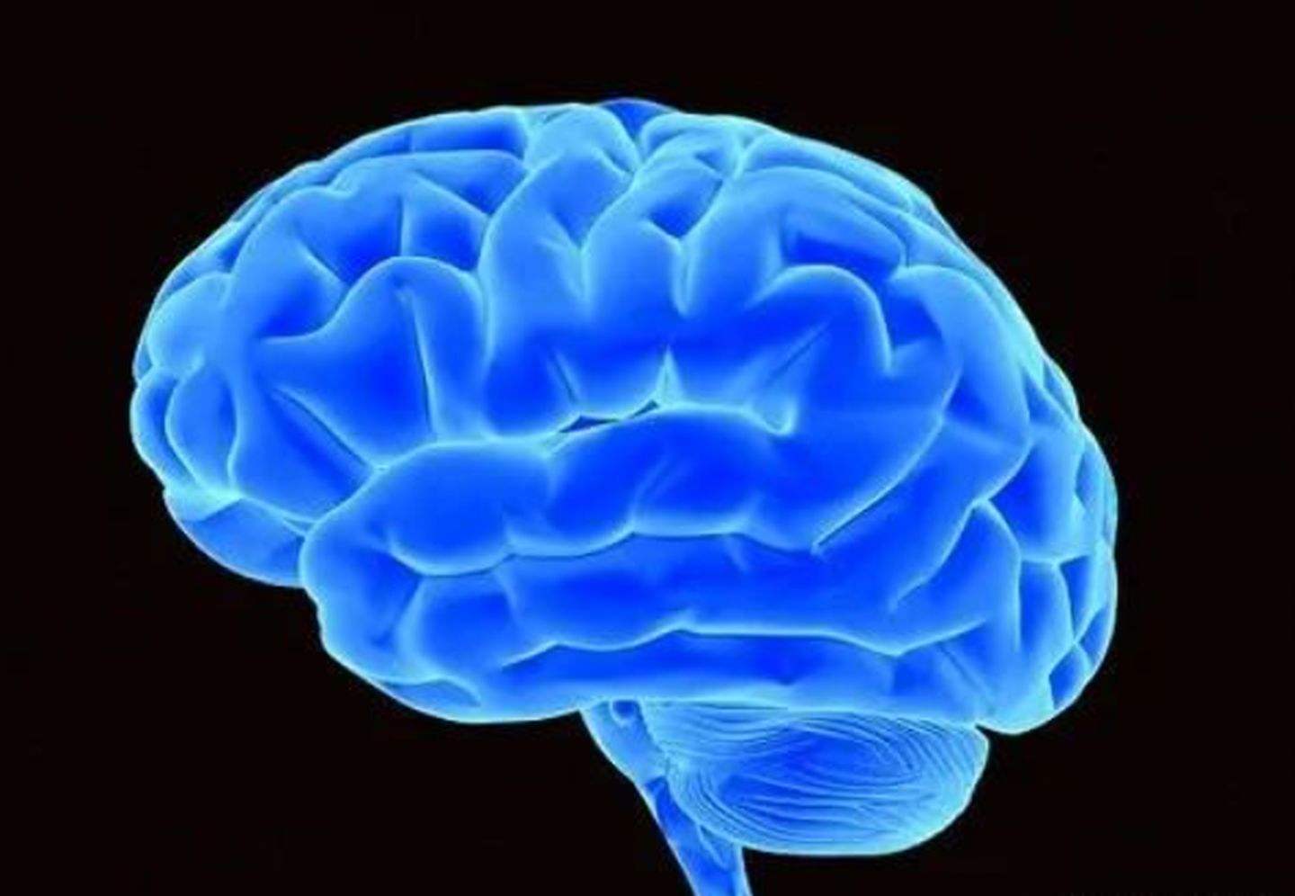 大腦圖片真實照片大腦