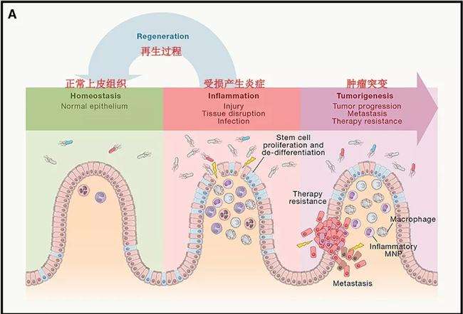 炎症反應性細胞改變是什麽(me) 意思,炎症